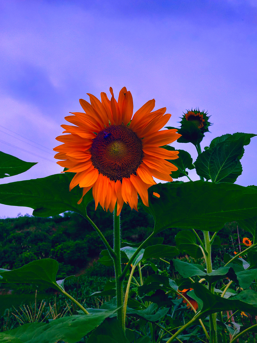 向日葵我心向阳