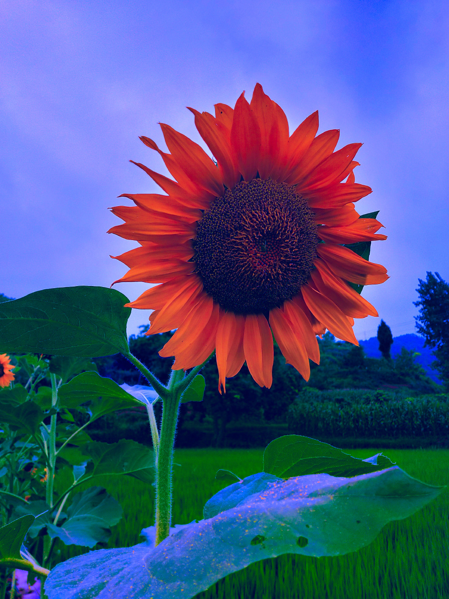 向日葵我心向阳