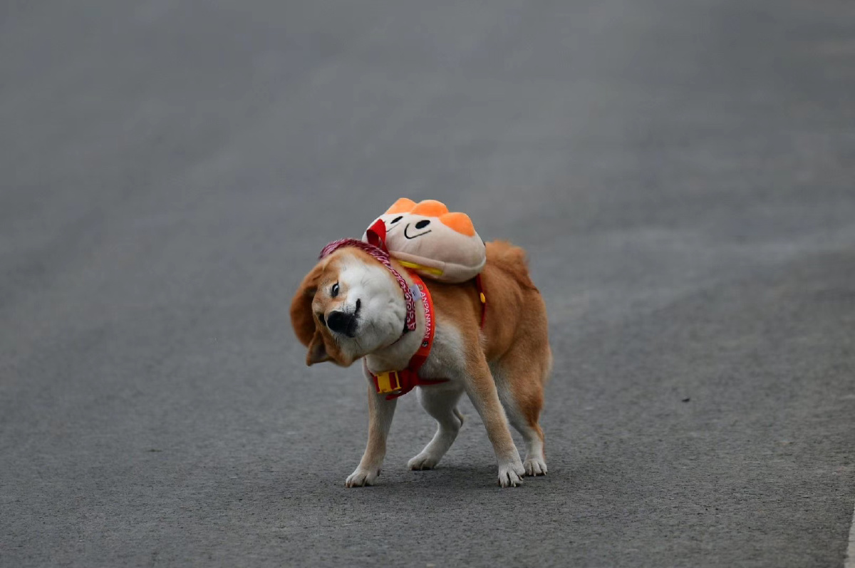 不如你的转头柴犬