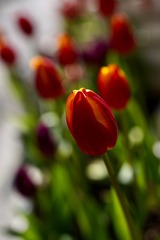 9F4F6B8E-EA06-4D90-B062-EA10DD6F8DC5/L0/001