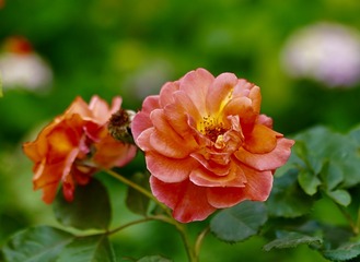 FD46584B-D206-421D-B352-E5F470E2E507/L0/001