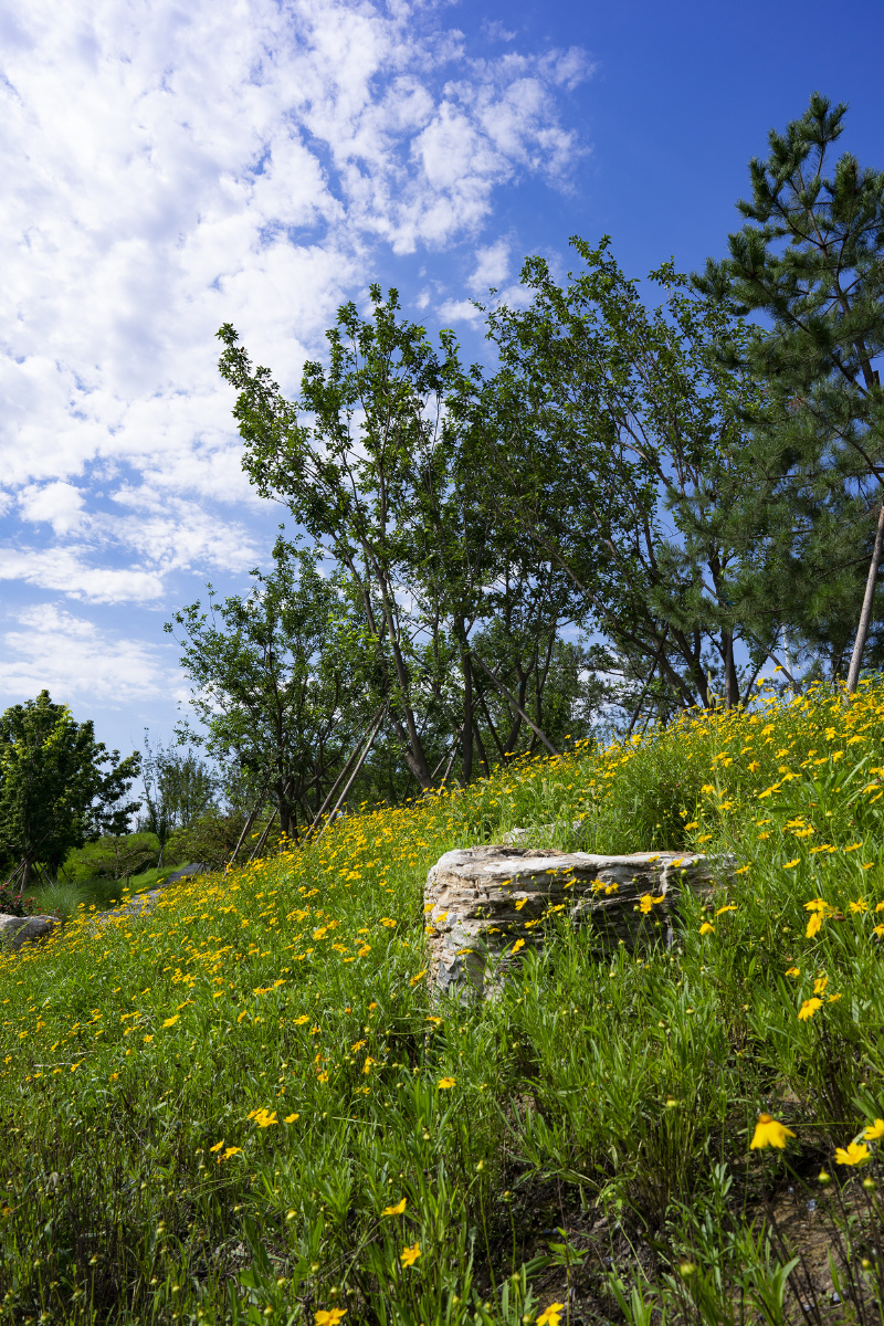 草坪湿地公园蓝天绿树