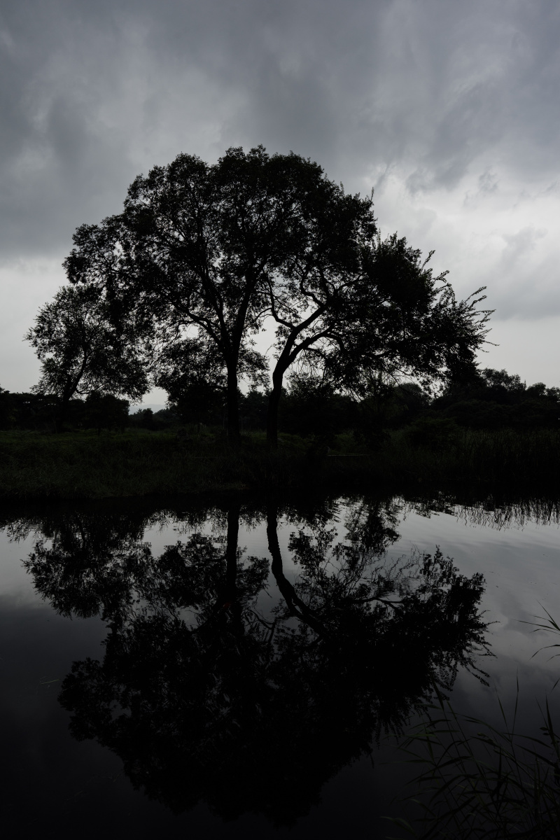 阴天倒影水面倒映着繁茂的大树大树在湖面的倒影