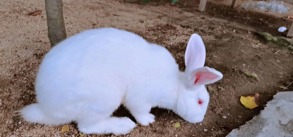 小兔子的特点和外貌