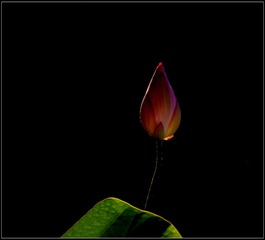 DSC_7952-1