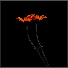 IMG_7948-2