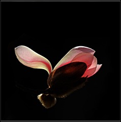 IMG_0268-1