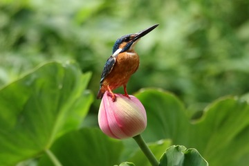 小翠  4