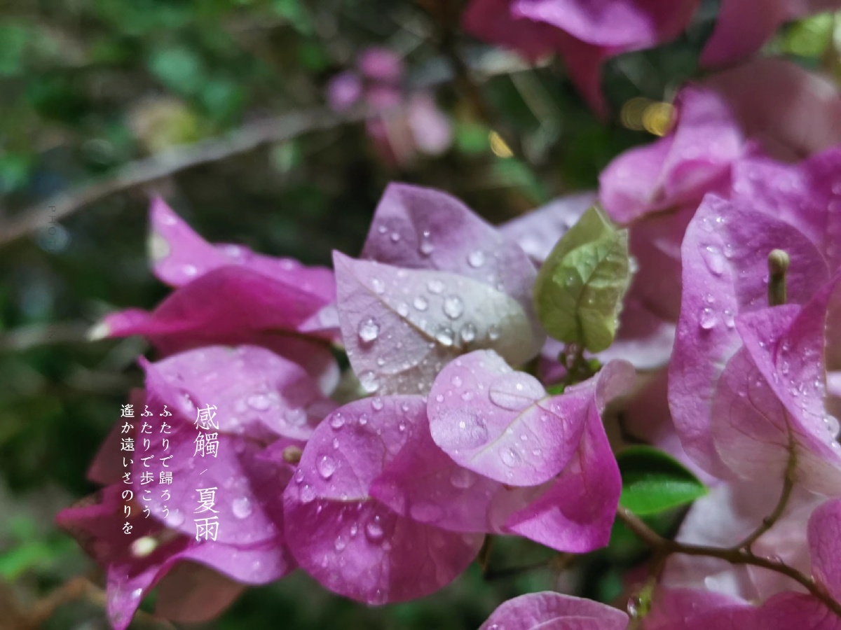 雨后万物 一场夏雨过后,雨滴落在花瓣的样子好美.