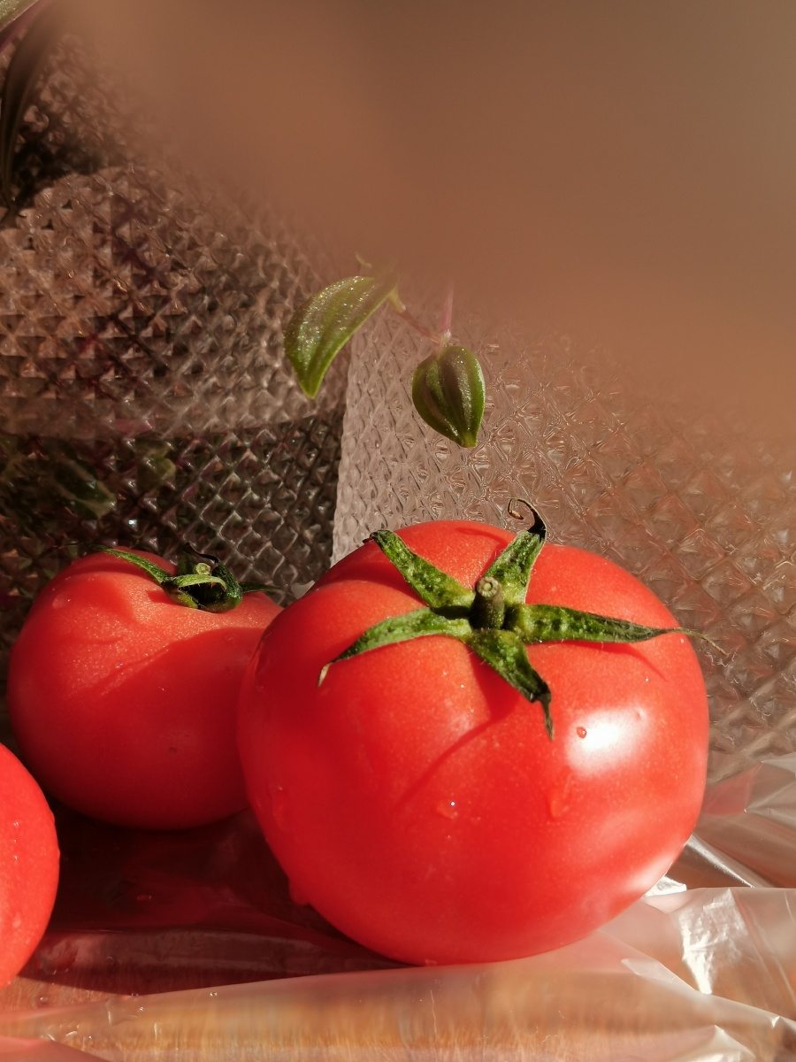 静物番茄