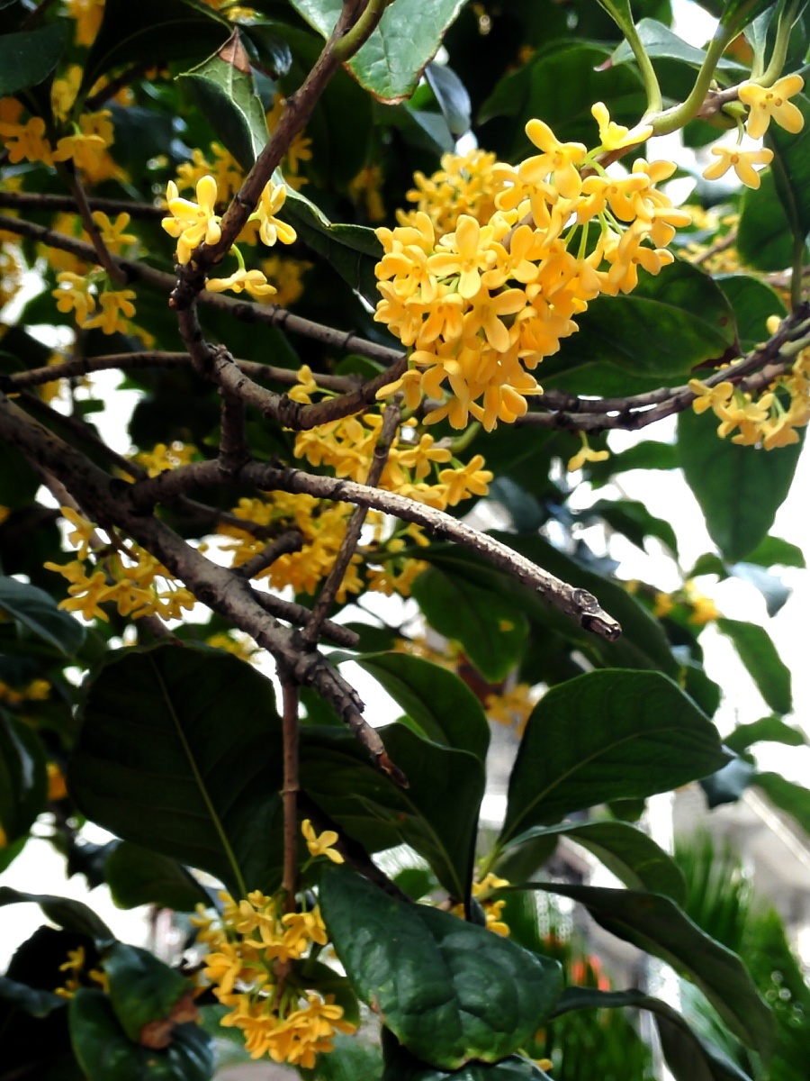 桂花三联拍 - 看玉