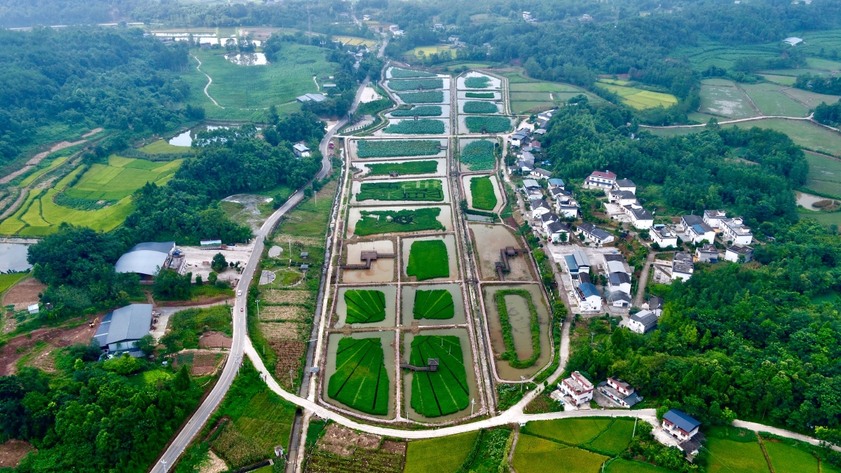 北川县永昌镇高安村五彩水稻百亩荷塘