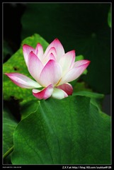 冰清玉洁