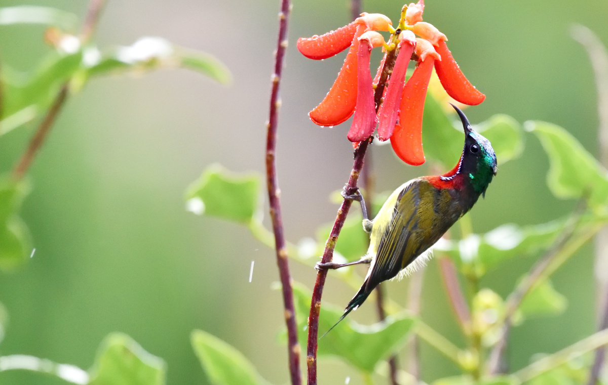 仙湖植物园石化林的太阳鸟