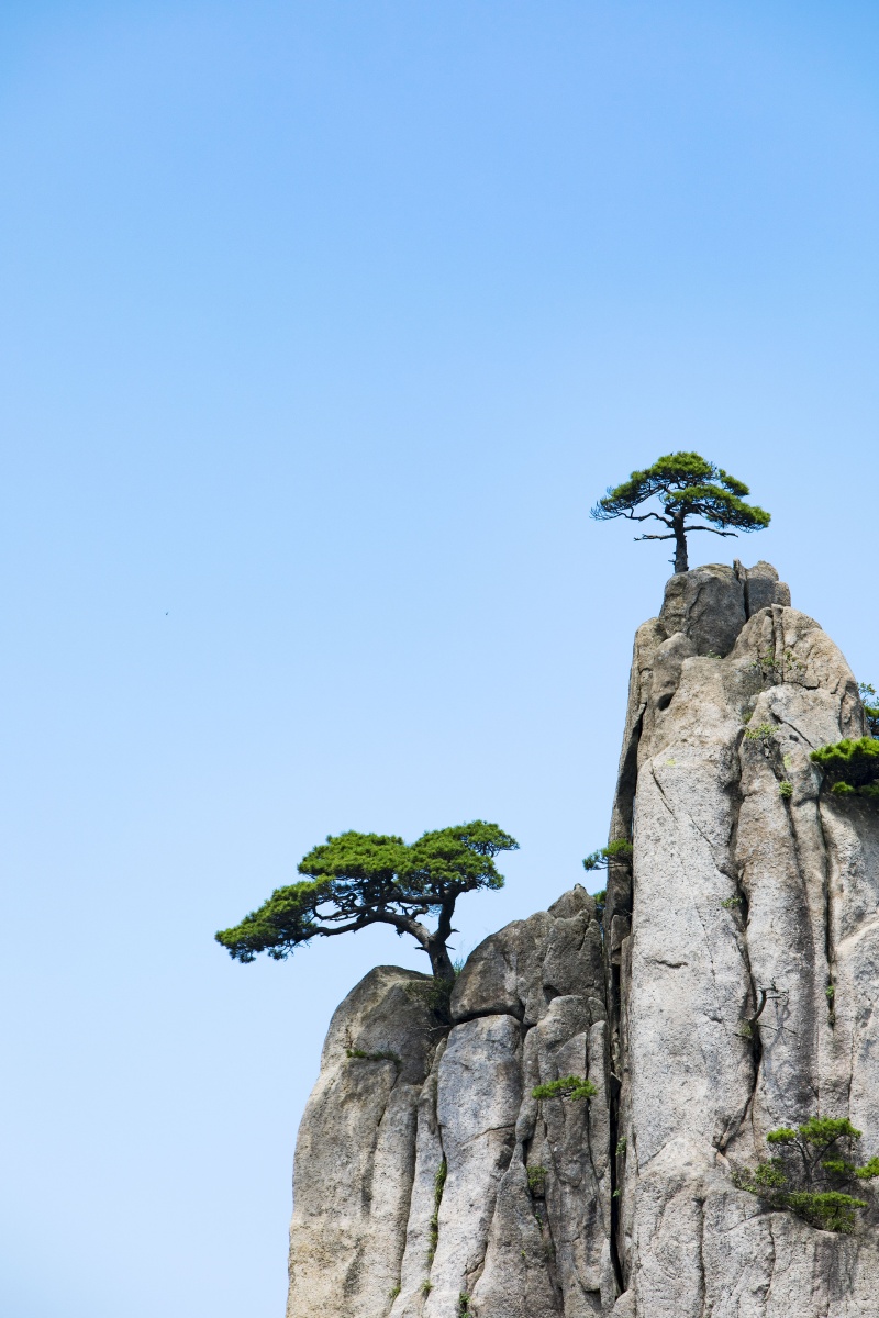 黄山的奇松怪石