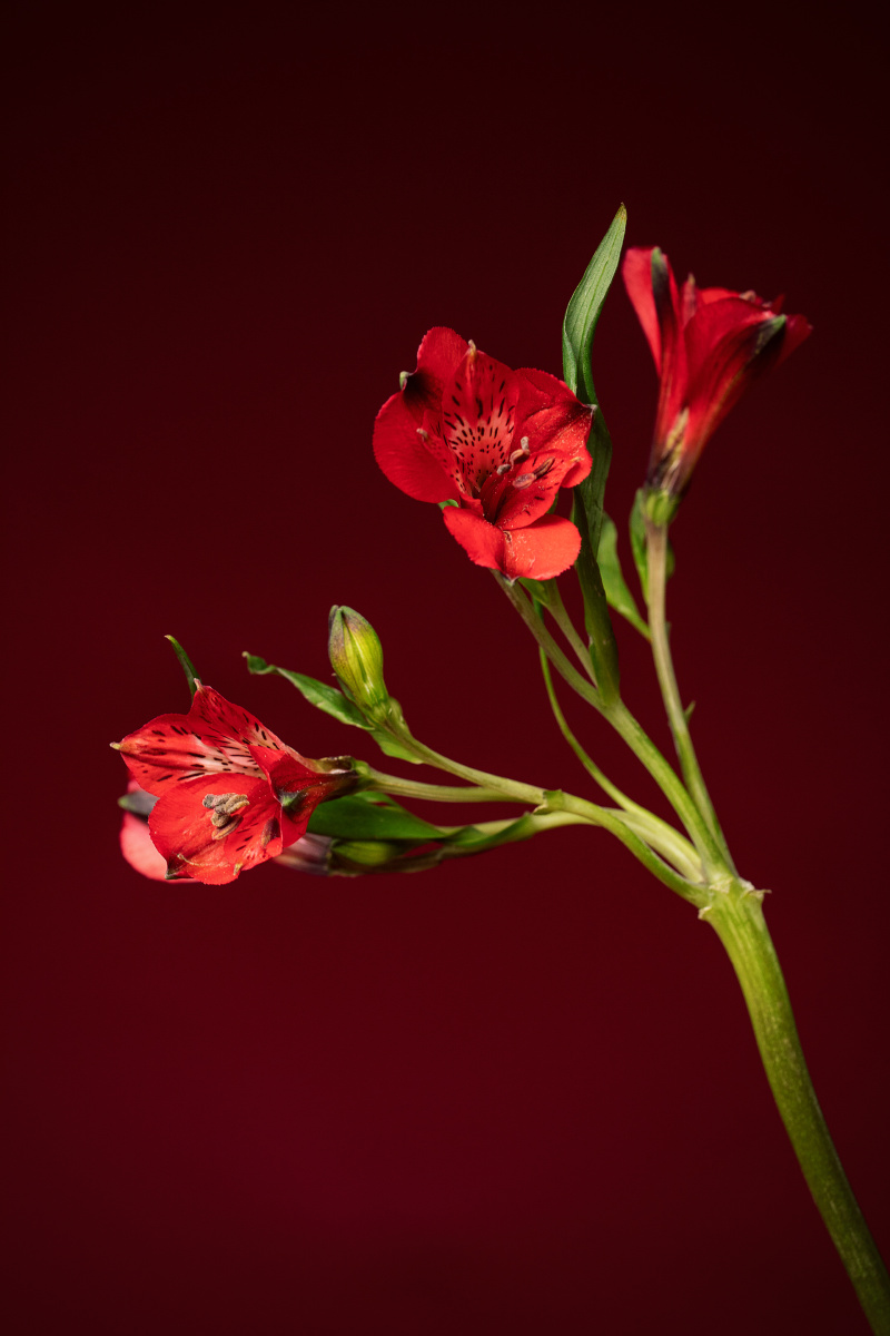 女王暗红有点城府有点暗黑有点让人离不开视线