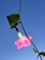 7F36E06B-4817-4378-B8D2-C5F5E2EB8393/L0/001