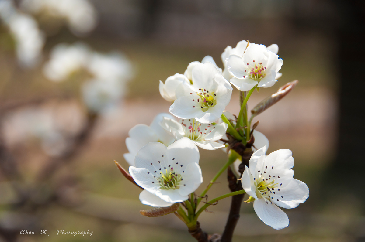 盛开在去年四月的梨花 发布于  17年2月24日        af-s dx vr zoom