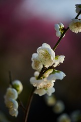 90AEB51F-67D3-467F-B89A-EB8A5AD2010A/L0/001