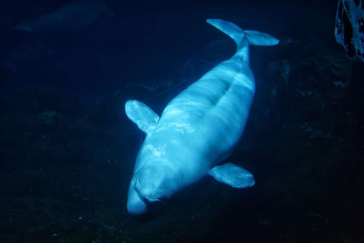 长隆海洋王国鲸鱼