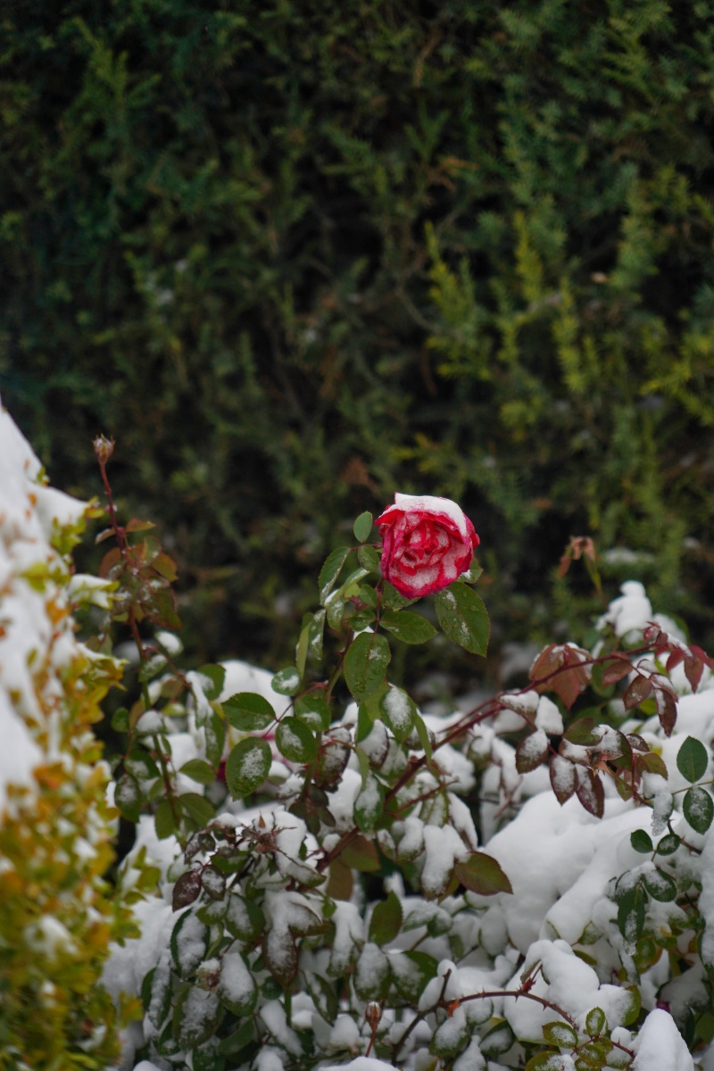 雪中月季