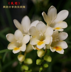 p04