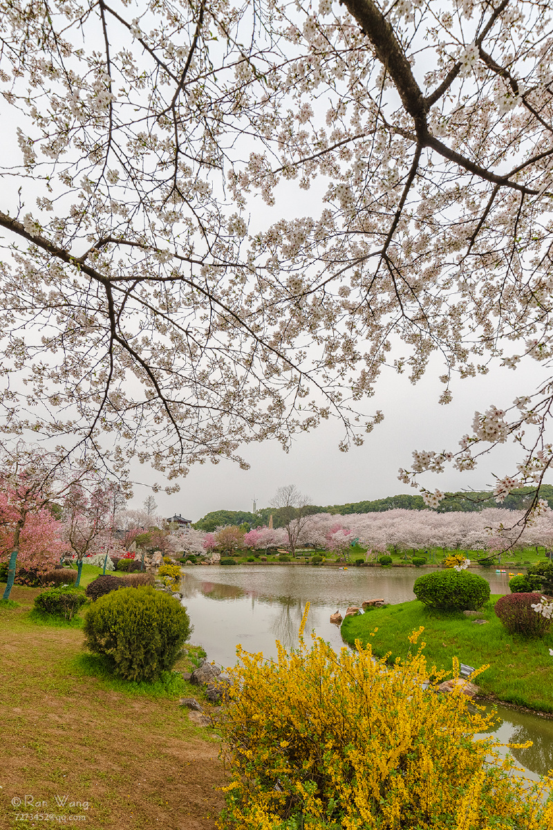 年年岁岁花相似岁岁年年人不同今日份的武汉樱园