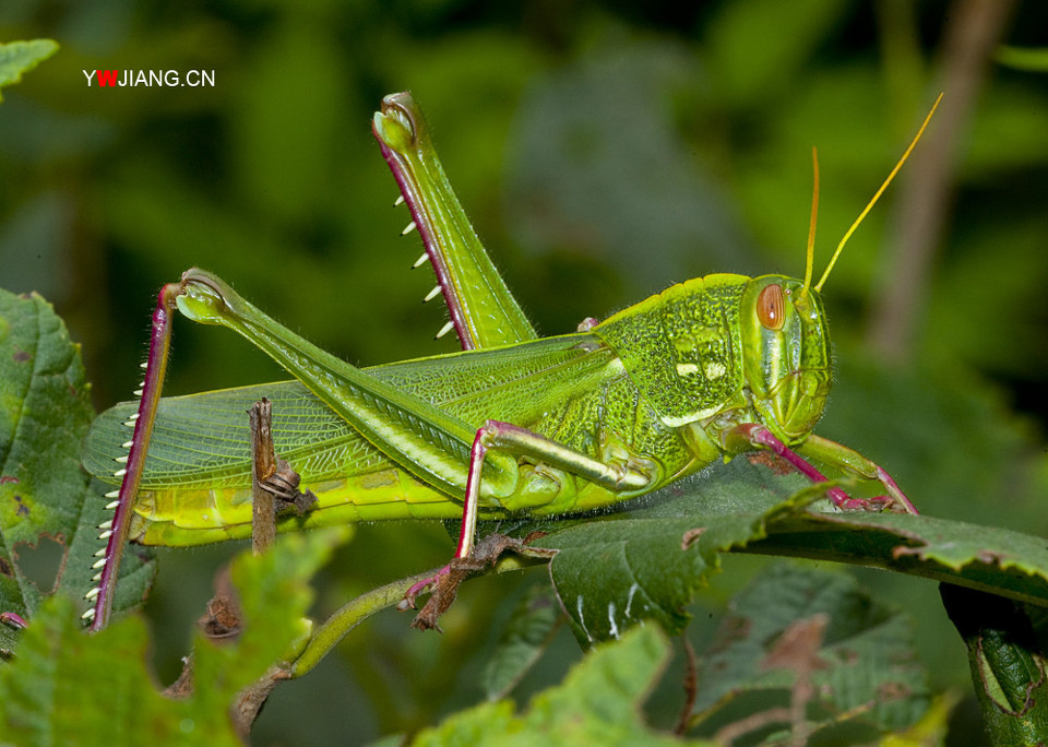 生态摄影 - 生态摄影 - ywjiang - 图虫摄影网