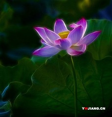 荷