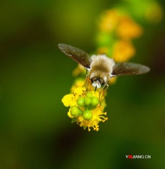 蜂虻