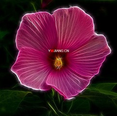 装饰花