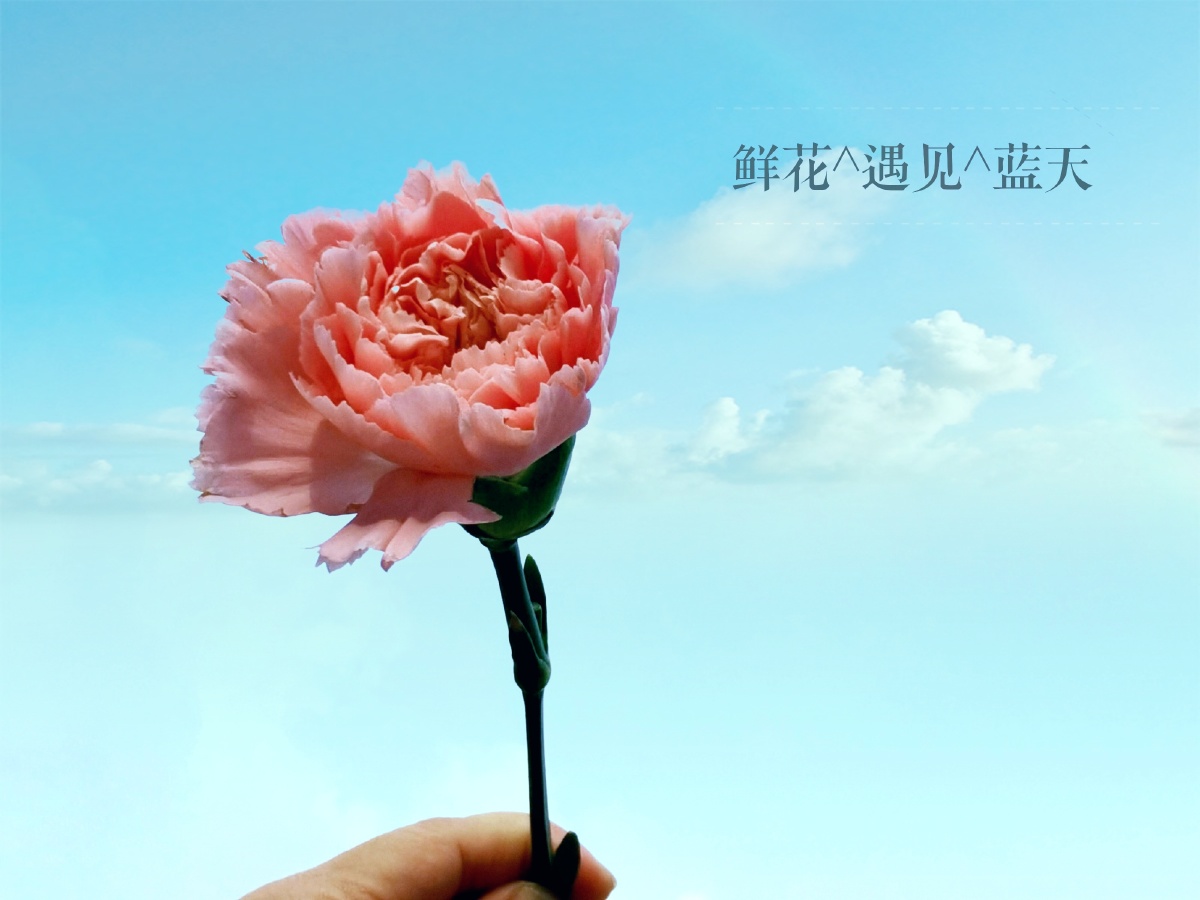 心随所愿