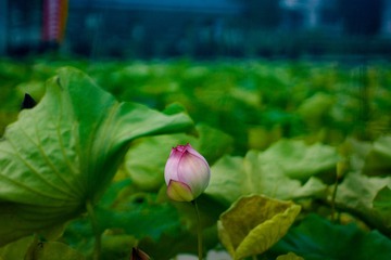 8CA82539-B928-47E5-BA64-A7DEE214E22B/L0/001