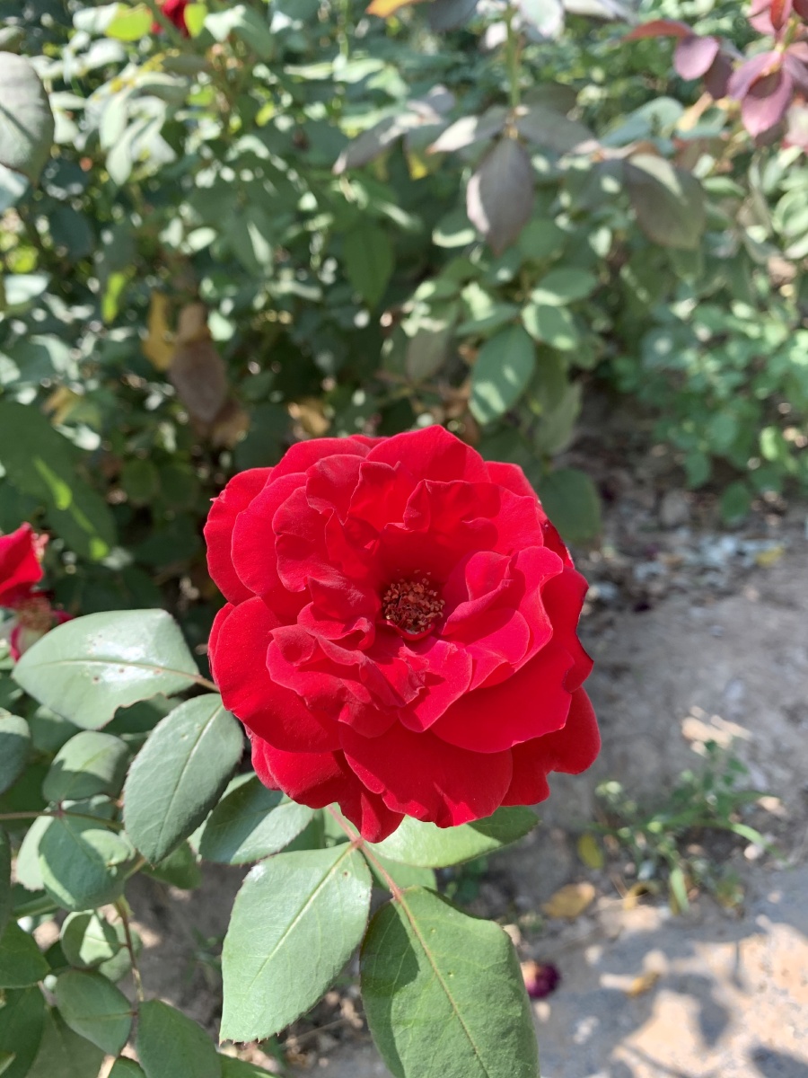 红月季95 - lina花语 - 图虫