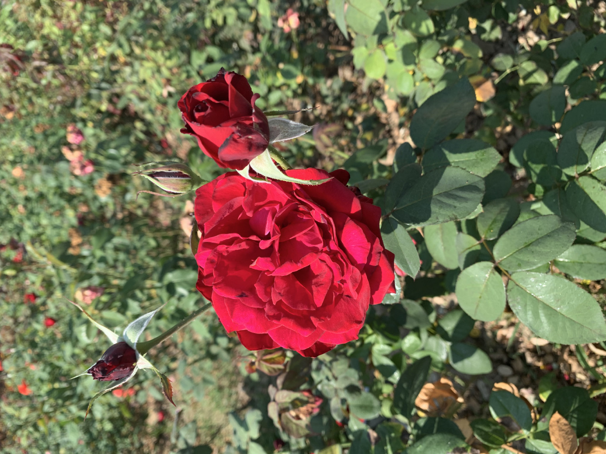 花园里的红月季 - lina花语 - 图虫