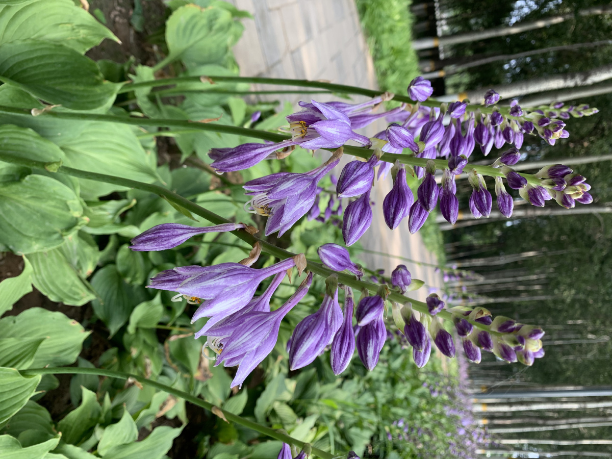 玉簪(二) - lina花语 - 图虫