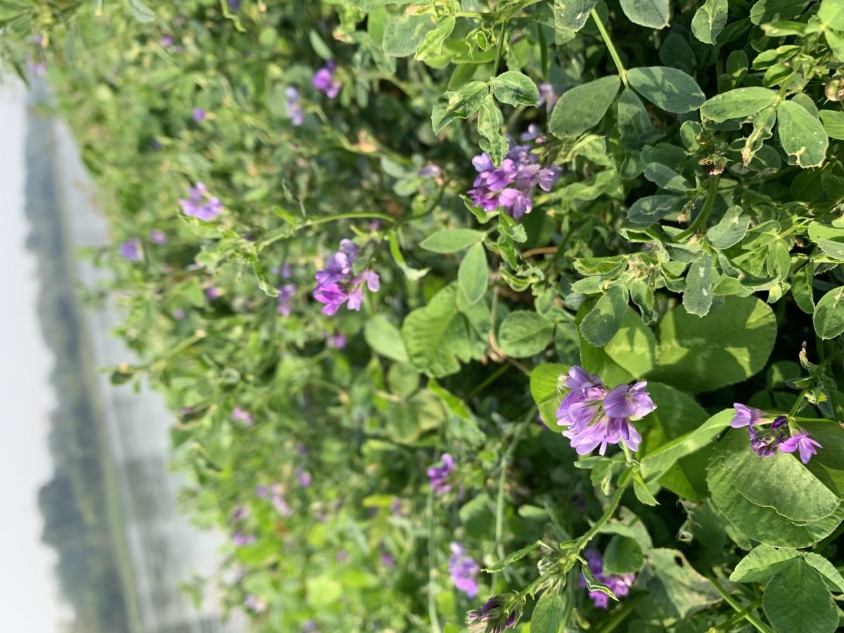 苜蓿花开