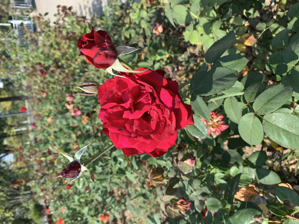 花园里的红月季 - lina花语 - 图虫