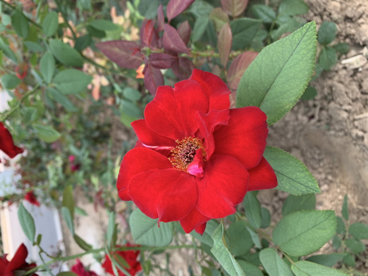 红艳艳的月季陆续开放…… - lina花语 - 图虫