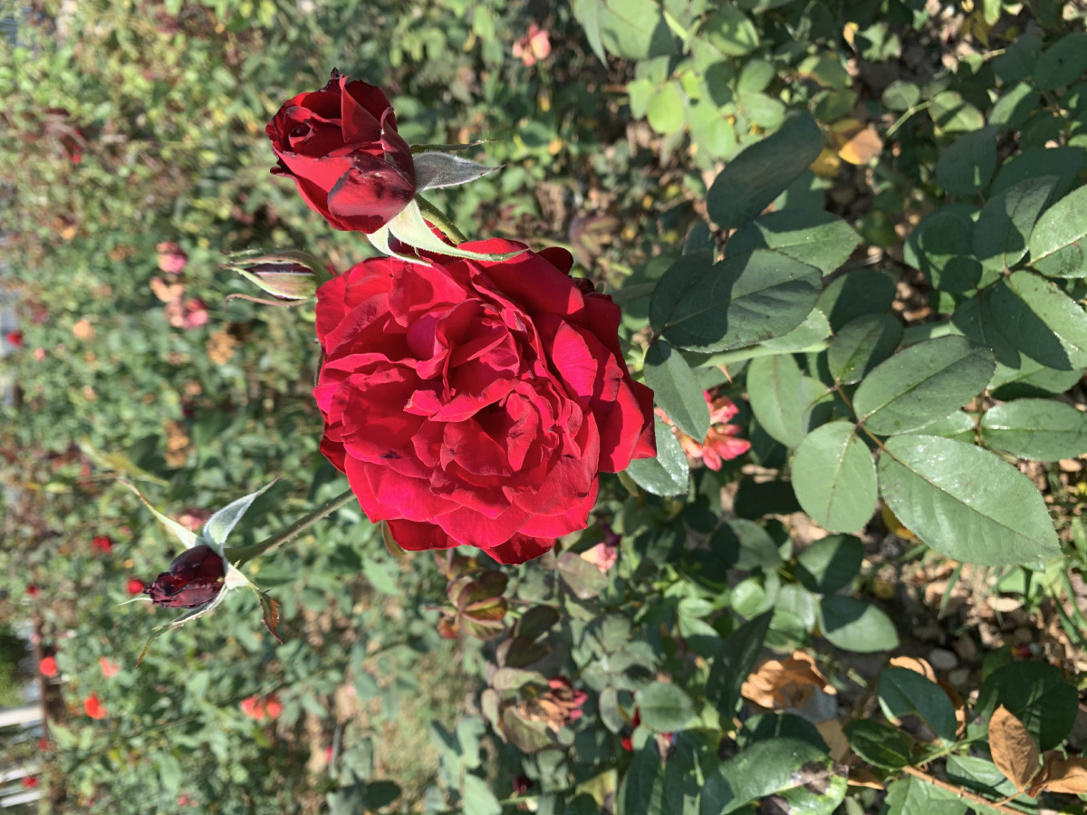 花园里的红月季 - lina花语 - 图虫