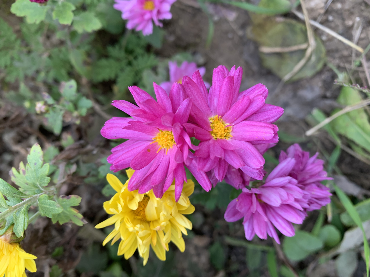 北京小菊 - lina花语 - 图虫