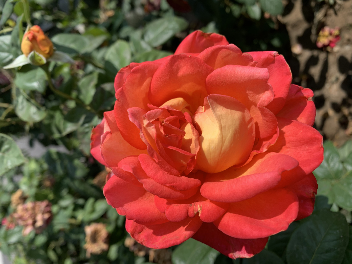 盛开的橘红月季