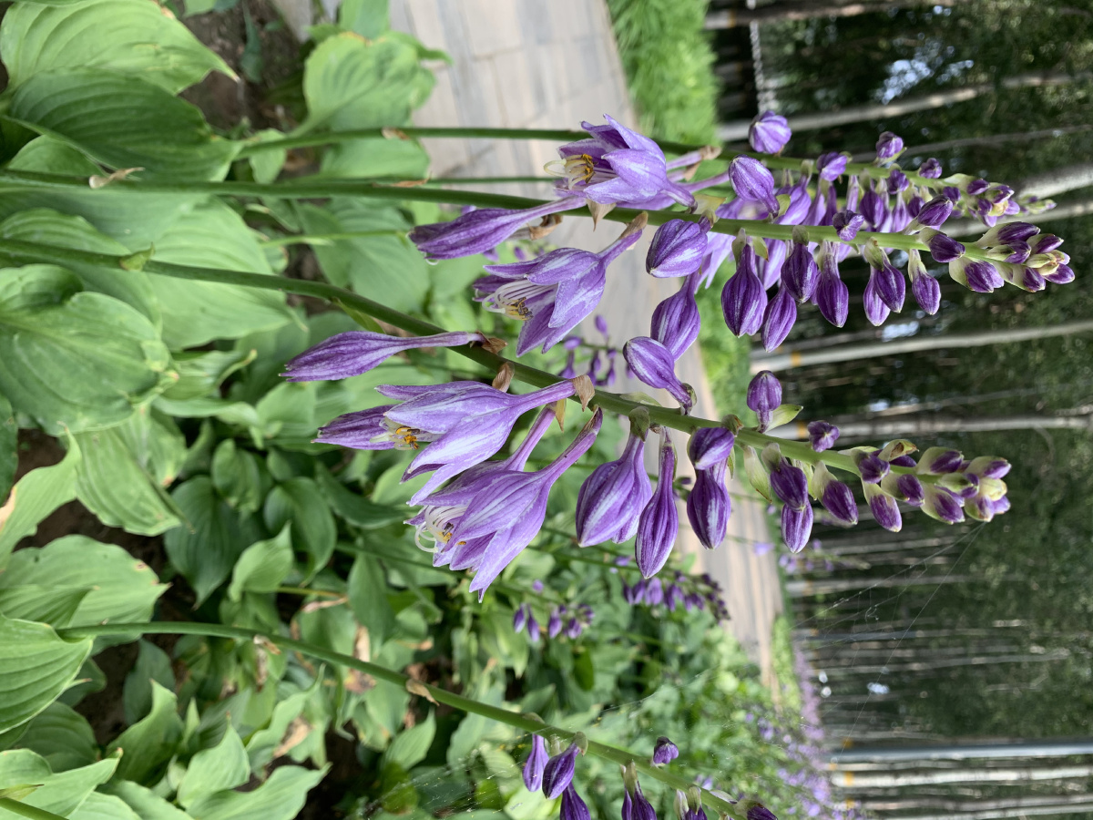 玉簪(二) - lina花语 - 图虫