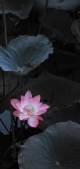 509E3DC6-EB18-4BD5-9430-772C2641A965/L0/001