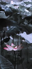 2E271298-B17F-4C7A-B77F-E644BCB40CC8/L0/001