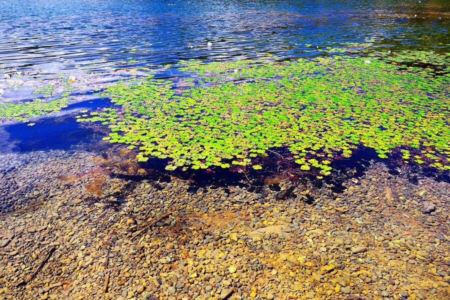 泸沽湖 波光 浮萍