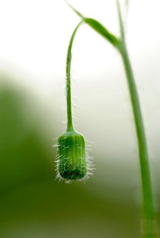 花苞 绿色 路灯 谦虚 低头