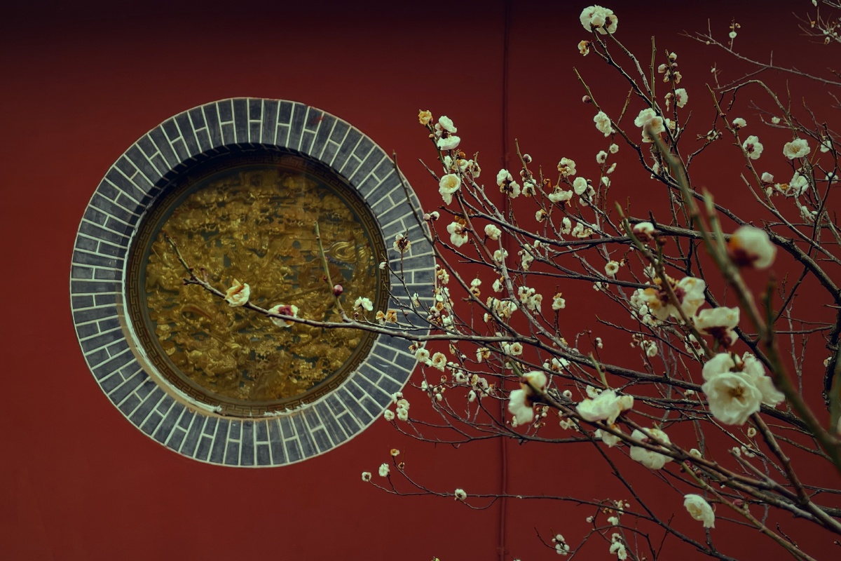 红墙梅花