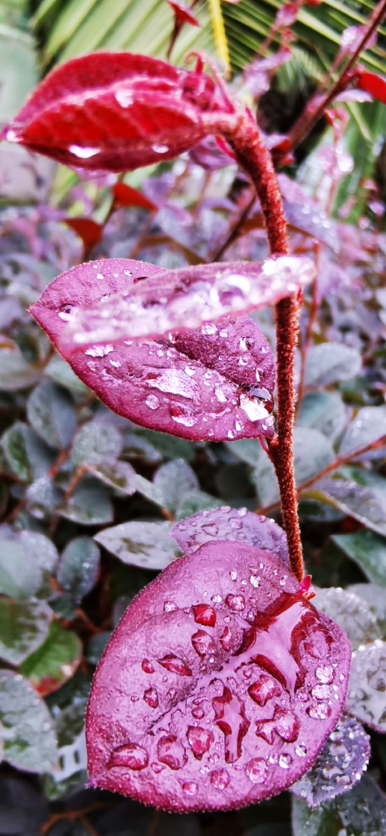 清晨雨露花开随拍