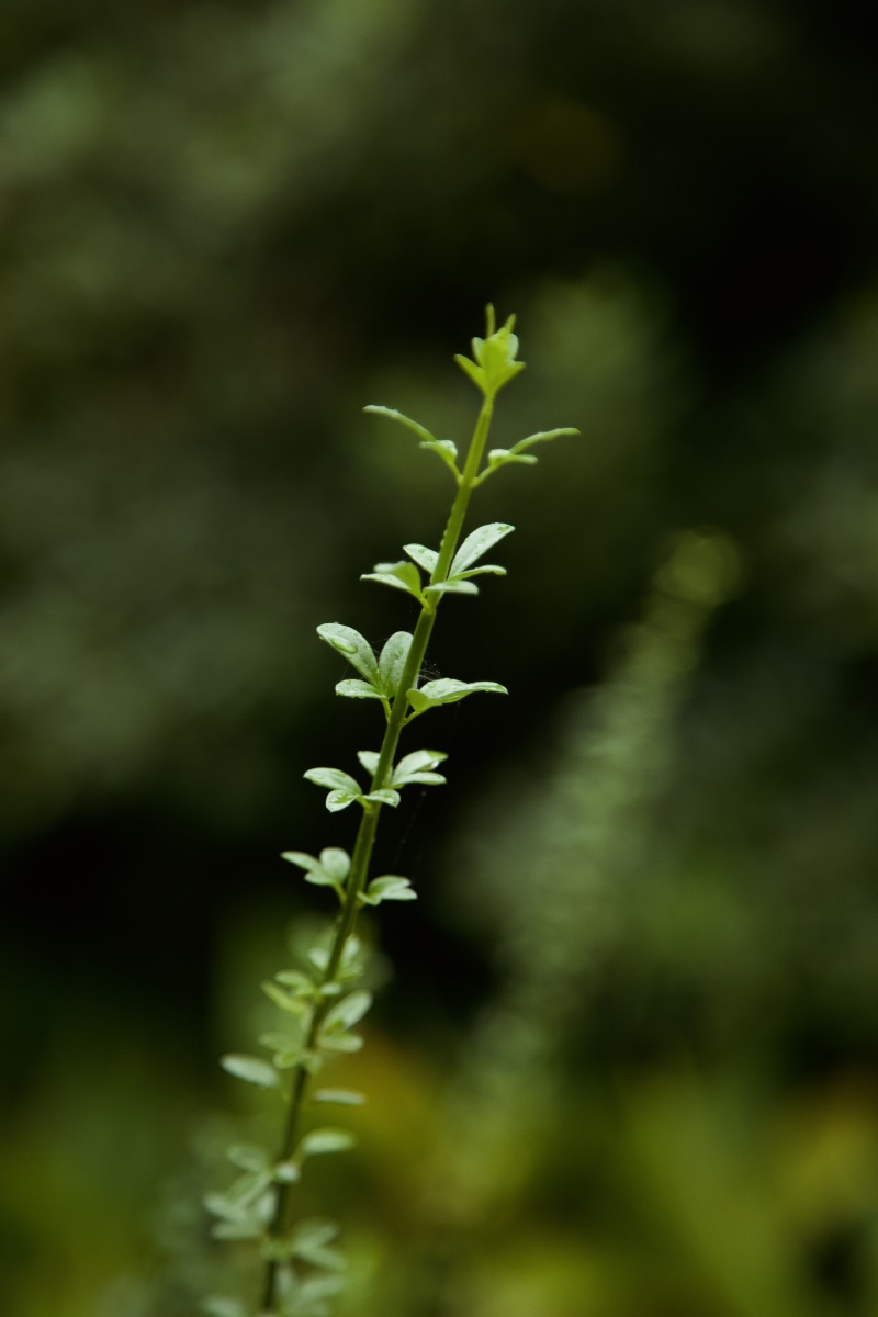 辞岁迎春桃李艳花繁叶茂满园香莺歌蝶舞人陶醉燕语蜂鸣韵味长